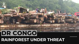 Congo rainforest in peril: Logging endangers vital ecosystem