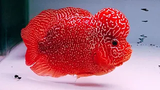 Top 10 Most Beautiful Super Red King Kamfa Flowerhorn Fish In The World