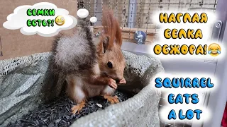 У меня самая жадная и прожорливая белка на свете!!!🤣🤣🤣 greedy squirrel