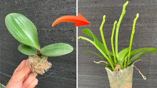 How to plant makes orchids immediately grow many buds on the branches and bloom forever