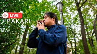 PAKARI- NATIVE MUSIC AND BEAUTIFUL SUMMER DAY