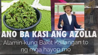 ALL ABOUT AZOLLA