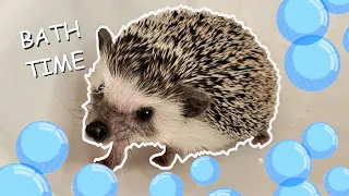 Uni the Hedgehog's BATH