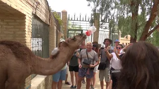 Camel Drinking Coca Cola