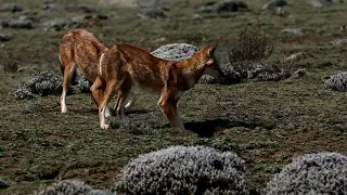 Ethiopian wolf hunting