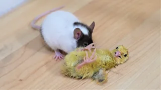 Golden tegu terrorizes a room full of quail chicks and clips a vicious mouse