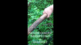 WOODPECKER vs. HARTHOLZ  😤