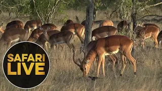 safariLIVE - Sunrise Safari - June 4, 2018