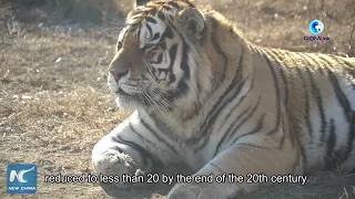 GLOBALink | A visit to Siberian Tiger Park in Harbin, NE China