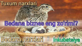 bedana biznes | bedana narxlari | arzon biznes | Бедана бизнес | Бедана нархлари 2024