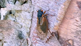 Virginia Cicada Invasion 2021