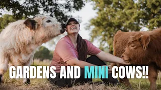 How to Bathe a MINI COW?!