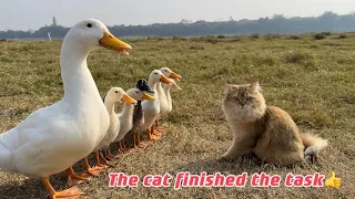 The magic cat finally finished the task! How happy the duckling and mother duck are! Cute and funny