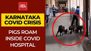 Karnataka Covid Crisis: Pigs Wander Around Freely At Covid Hospital In Kalaburagi