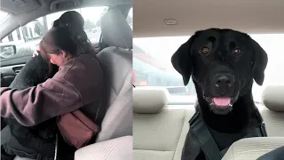 Black Lab Can't Stop "Hugging" Mom After Adoption!❤️