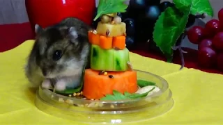 Торт для хомяка / День рождения хомяка 🎂🐹