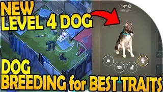 NEW LEVEL 4 DOG - DOG BREEDING for BEST TRAITS - Last Day On Earth Survival 1.7.12 Update