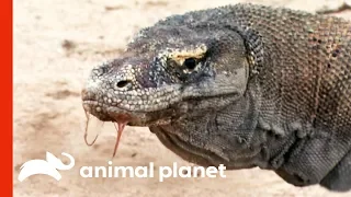 Powerful Komodo Dragons Observed Hunting In The Wild | Raw Nature