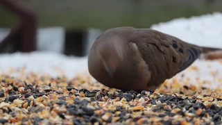 juncos finches doves and chickadees