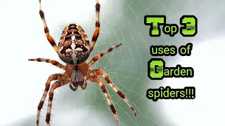 Top 3 benefits of Garden Spiders in your garden