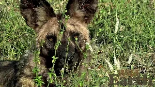 WildEarth - Sunrise Safari - 22 April 2020