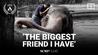 Saving Kaavan, the world’s loneliest elephant