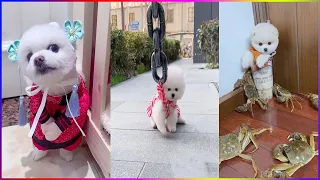 Funny and Cute Dog Pomeranian 😍🐶| Funny Puppy Videos #250