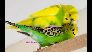 Budgies mating (Midori and Verde the budgie 2)