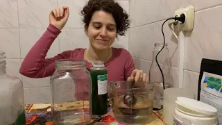 How to grow Spirulina at home - what you need