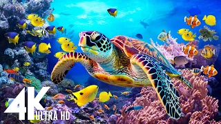 Aquarium 4K Video UHD(60fps) 🐠 Sea Animals With Relaxing Music - Rare & Colorful Sea Life Video