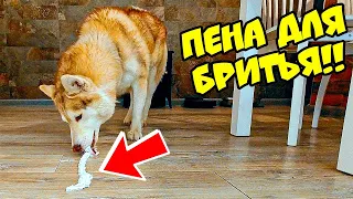 ПЕНА ДЛЯ БРИТЬЯ ЧЕЛЛЕНДЖ!! Кто быстрее её сожрёт? (Хаски Бублик) Говорящая собака Mister Booble