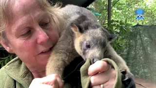 Tree kangaroo joey:  this is Jilly Pop