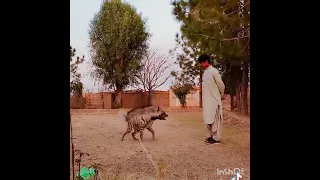 Striped Hyena in Pakistan