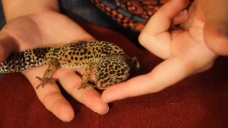 The Science of Taming a Leopard Gecko