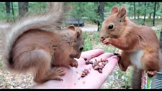 Бельчонок в сложной ситуации, но орешки всё равно ест / Baby squirrels in a difficult situation