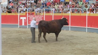 Toro CAPITAN en Movera (Zaragoza) - 18/09/2011 - HD