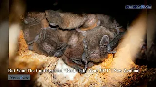 Bat won the controversial ‘Bird of the Year 2021' | New Zealand News | NewsRme