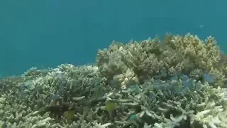 Indonesia Underwater   - GoPro - HD