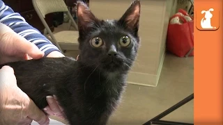 Paralyzed Kitten Given Second Chance With Wheelchair