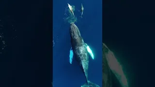 Humpback Whale Sounds  With Dolphins #shorts #whale #dolphins - The Art of Nature