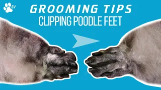 How to clip a standard poodle's feet | Grooming Tips - TRANSGROOM