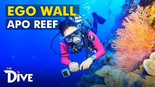 Throwback Dive Adventure in Ego Wall of Apo Reef Natural Park | THE DIVE