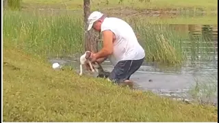 Video shows man wrestles dog away from alligator that snatched it