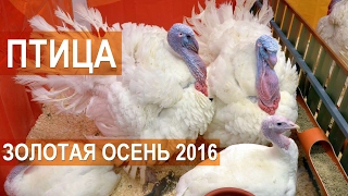 Птица  на выставке Золотая осень 2016