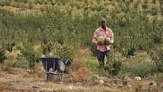 Կաթիլային ոռոգման վարպետը