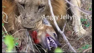 #17 UNCENSORED 18+ eaten ALIVE - Lions eating alive Hyena brutally- Screaming live feeding