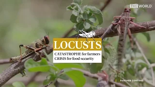 Locusts: A Threat to Food Security | Partner Content