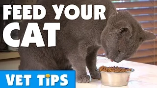 What should I feed my cat and how much? | Bondi Vet