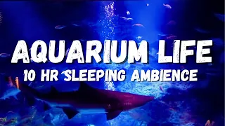 Sea aquarium sleeping ambience, lots of fish, underwater ASMR, stress relief, Underwater ambience
