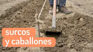 👌 Cómo hacer los surcos y caballones en el huerto